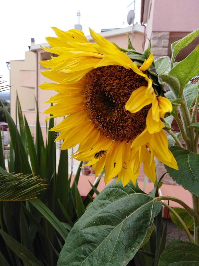 The Roses Garden Bed & Breakfast La Maddalena  Ngoại thất bức ảnh