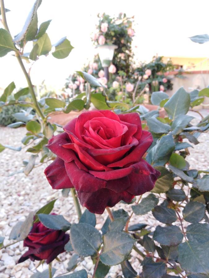 The Roses Garden Bed & Breakfast La Maddalena  Ngoại thất bức ảnh